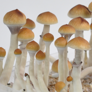 AMAZON CUBENSIS