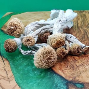 Pacifica Exotica Spores Magic Shrooms